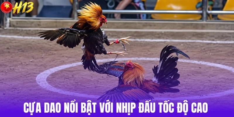 Cựa dao nổi bật với nhịp đấu tốc độ cao