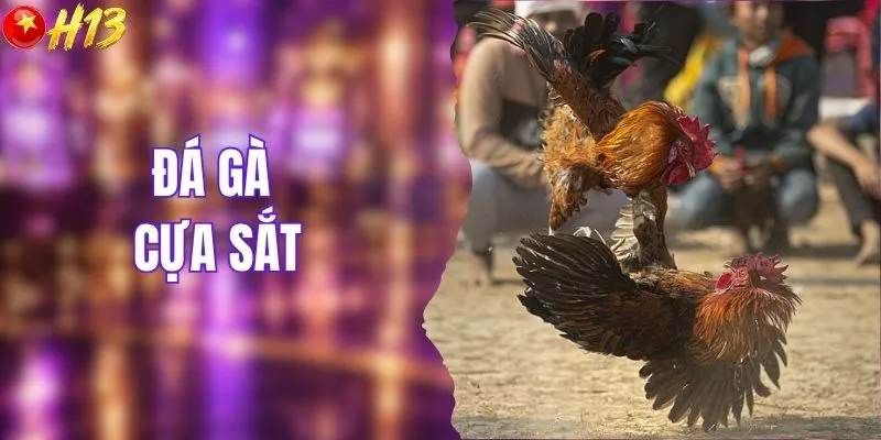 đá gà cựa sắt