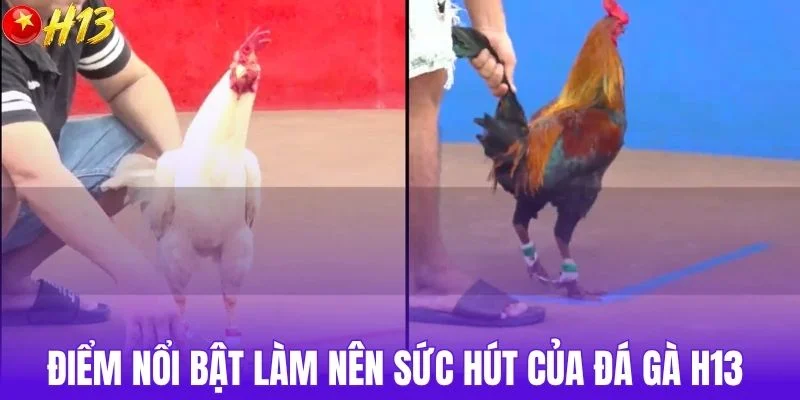 Điểm nổi bật làm nên sức hút của đá gà H13